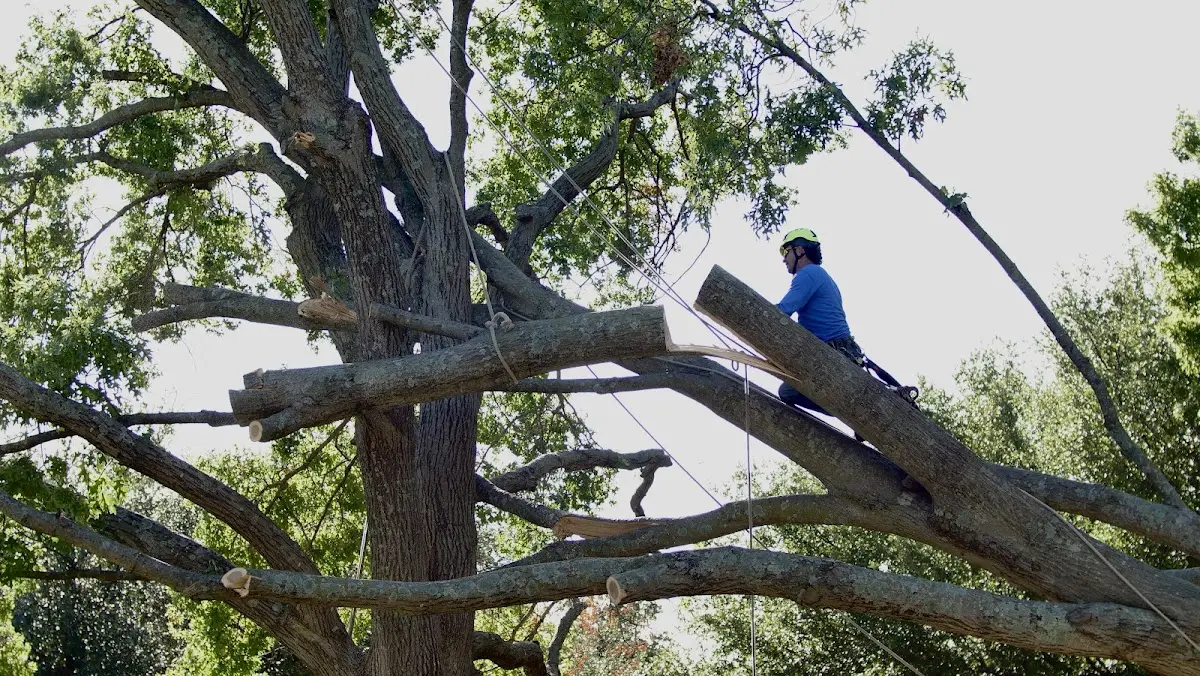 Professional Crown Thinning performed by certified arborists in Cobbtown